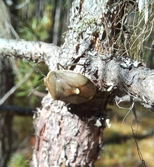 Chlorochroa pinicola