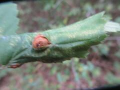 Neolasioptera farinosa