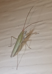 Trigonotylus caelestialium