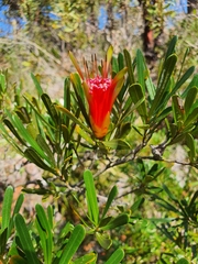 Lambertia formosa