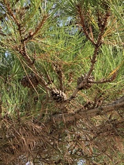 Pinus nigra