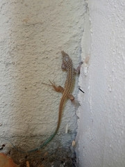 Aspidoscelis tigris