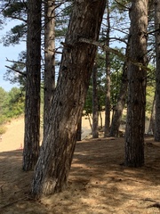 Pinus nigra