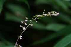 Hylodesmum podocarpum oxyphyllum