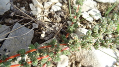 Camphorosma monspeliaca