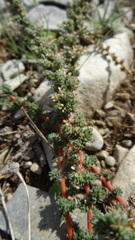 Camphorosma monspeliaca