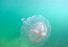 Pseudorhiza haeckeli