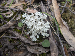 Pulchrocladia retipora