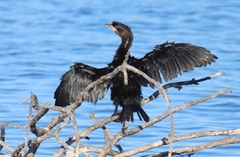 Microcarbo pygmaeus