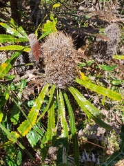 Banksia serrata