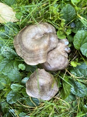 Pseudoclitocybe cyathiformis
