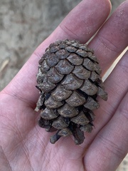 Pinus nigra