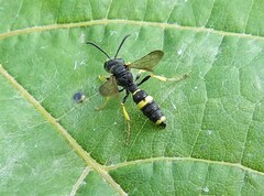 Cerceris rybyensis
