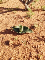 Colchicum eucomoides