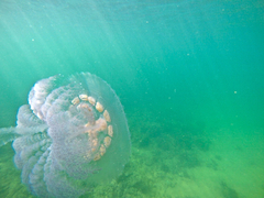 Pseudorhiza haeckeli