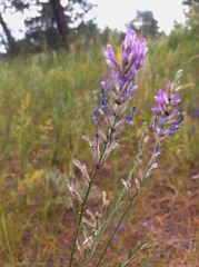 Astragalus varius