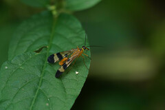 Panorpa japonica