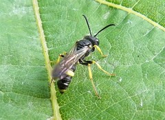 Cerceris rybyensis