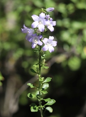 Campanula pyramidalis