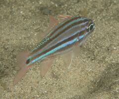 Ostorhinchus limenus