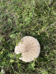 Saproamanita
