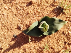 Colchicum eucomoides