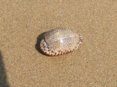 Naria lamarckii