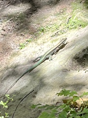 Anatololacerta pelasgiana