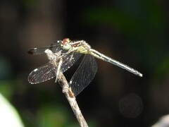 Hemistigma albipunctum