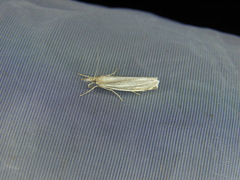 Crambus perlella