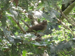 Turdus ignobilis