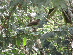 Turdus ignobilis