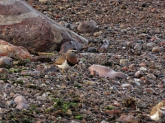 Charadrius modestus
