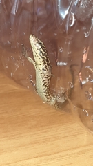 Podarcis muralis
