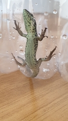 Podarcis muralis