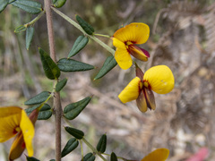 Bossiaea cinerea