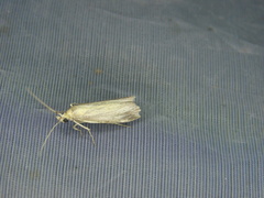 Oncocera semirubella