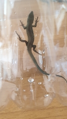 Podarcis muralis