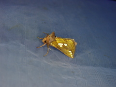 Plusia putnami