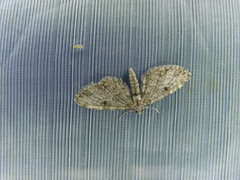 Eupithecia tantillaria