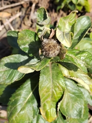 Senecio pseudoarnica