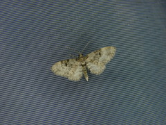 Eupithecia tantillaria