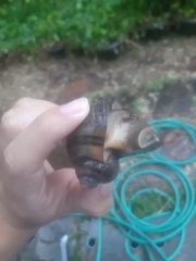 Pomacea canaliculata
