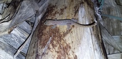 Gymnodactylus darwinii