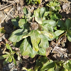 Senecio pseudoarnica