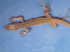 Aspidoscelis tigris