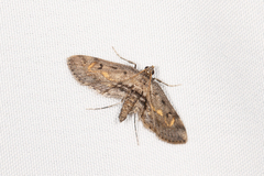 Parapoynx crisonalis