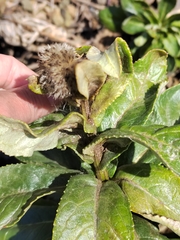 Senecio pseudoarnica