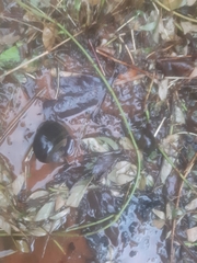 Pomacea canaliculata