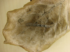 Alcis repandata
